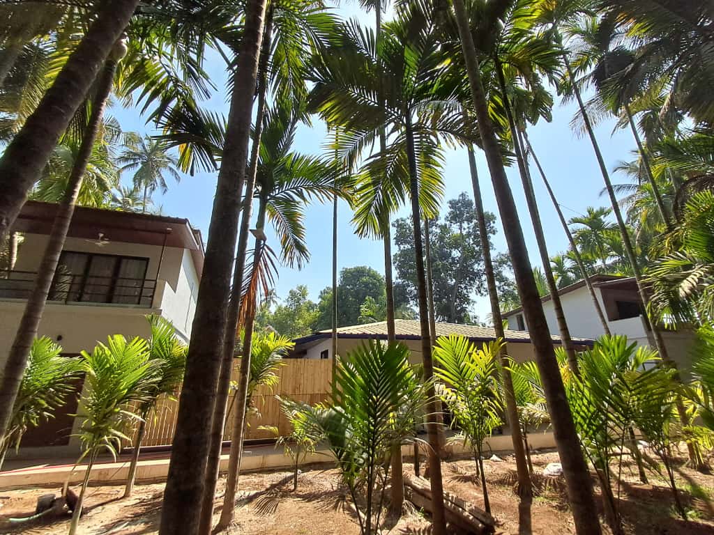 Tropical coconut canopy and sunny villa surroundings